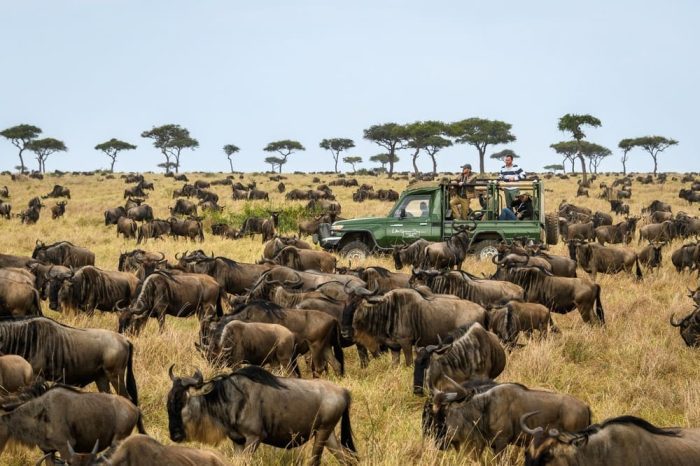 3 Days Masai Mara joining Safari with midrange private accommodation