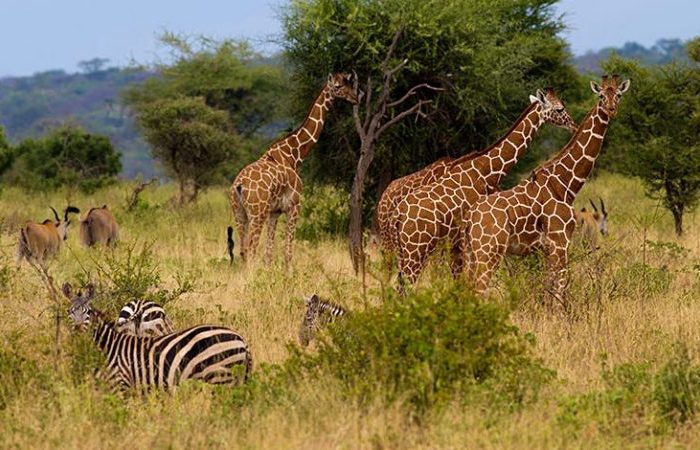 7 Days Kenya Wildlife Midrange Safari