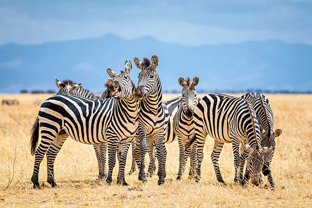 Full Day Nairobi national park safari, elephant orphanage and giraffe Centre excursion