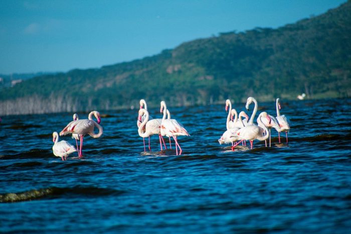 6 days kenya safari :Samburu national park,lake nakuru national park and masai mara national reserve