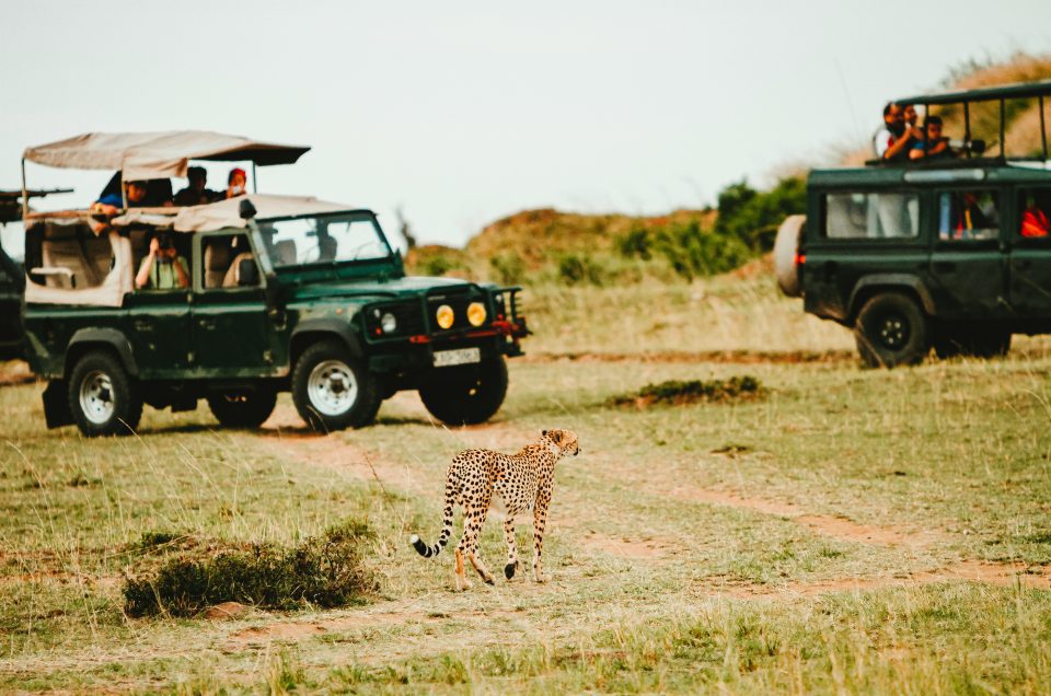 How to Choose the Best Safari Package in Kenya