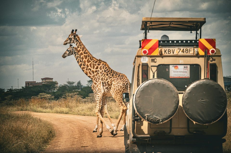 Best Time to Visit Kenya for Your Dream Safari (2025 Season Guide)