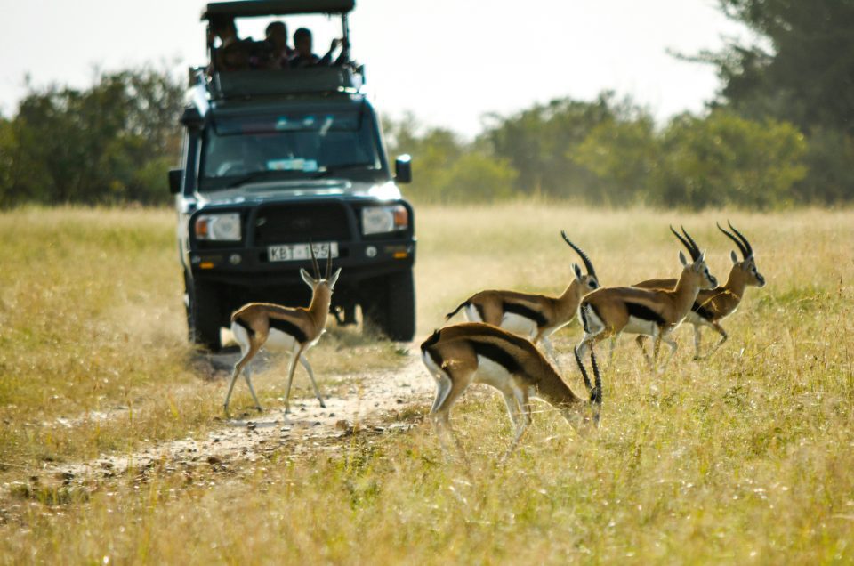How to Save Money on a Safari Without Compromising Experience