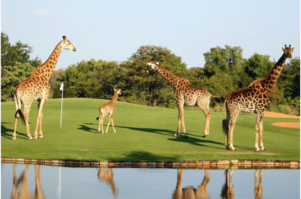 Kenya Golf Safari Guide: Discover Kenya’s Best Golf Courses & Wildlife in 2025/2026